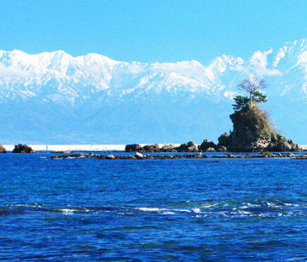 富山湾の海の幸